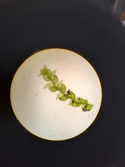 Microlejeunea latitans