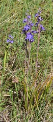 Thelymitra alpina