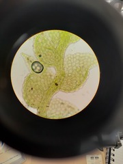 Microlejeunea latitans