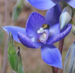Thelymitra alpina