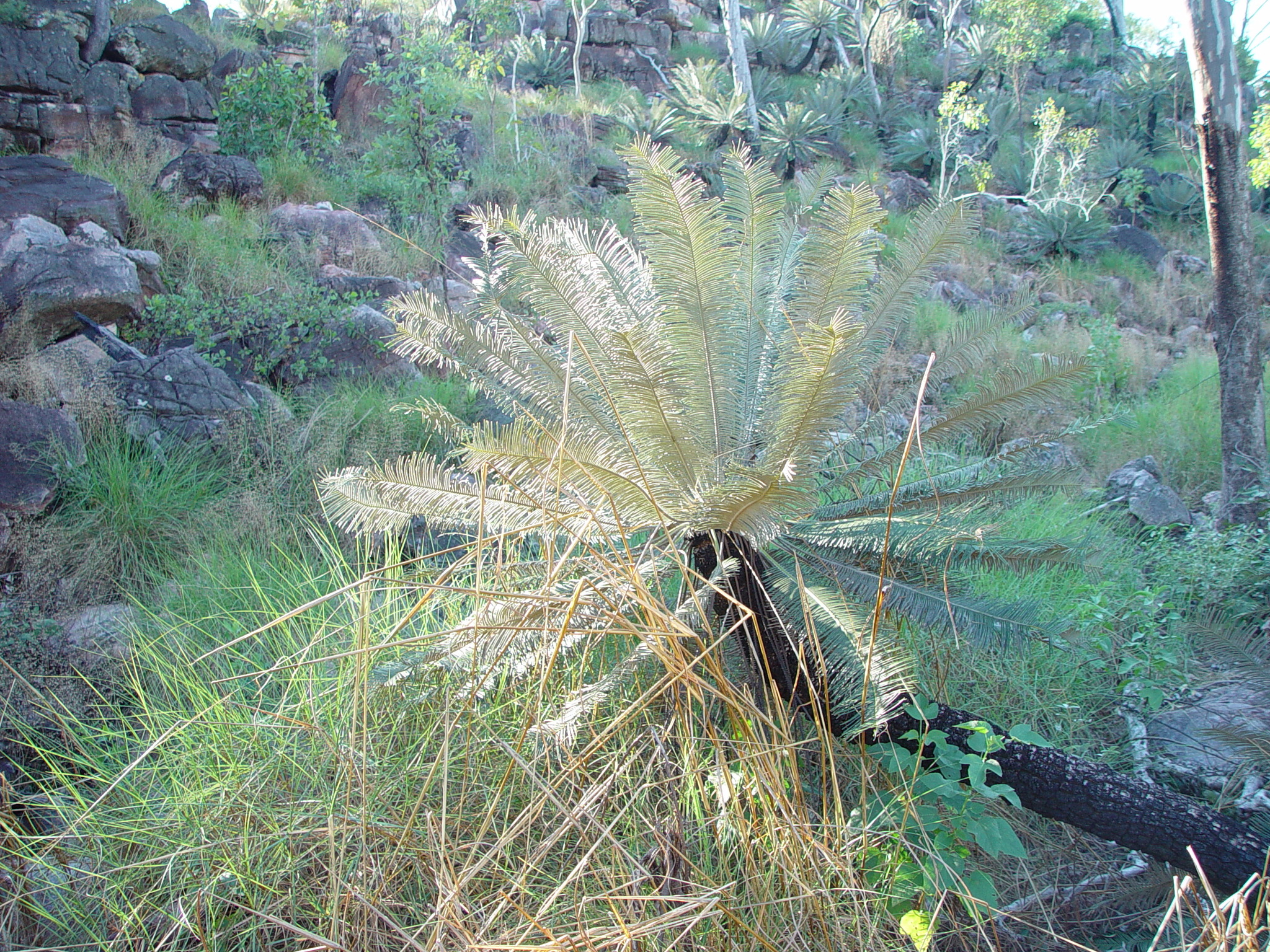 【希少】Cycas calcicola サイカス　カルキコラ 希少】Cycas calcicola サイカス カルキコラ - メルカリ