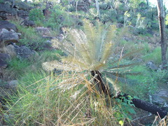 Cycas calcicola