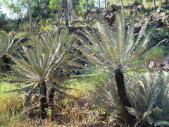 Cycas calcicola