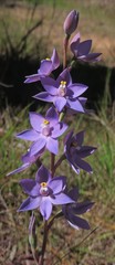 Thelymitra alpina