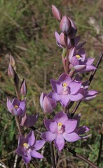 Thelymitra alpina