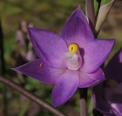 Thelymitra alpina
