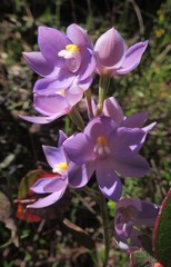 Thelymitra alpina