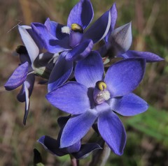 Thelymitra alpina