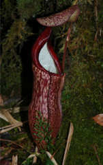 Nepenthes macfarlanei
