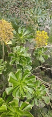 Aeonium arboreum