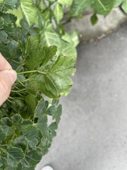 Polyscias balfouriana