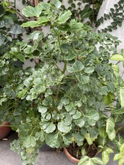 Polyscias balfouriana