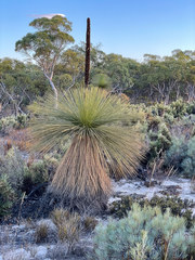 Xanthorrhoea drummondii