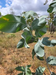 Acacia bancroftiorum