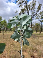 Acacia bancroftiorum