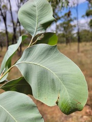 Acacia bancroftiorum