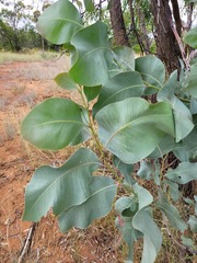 Acacia bancroftiorum