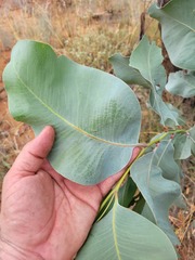 Acacia bancroftiorum