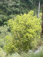 Brachychiton populneus