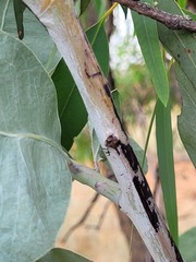 Acacia bancroftiorum