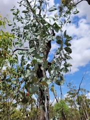 Acacia bancroftiorum