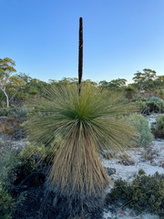Xanthorrhoea drummondii