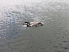 Lagenorhynchus albirostris