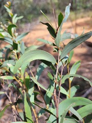 Acacia catenulata