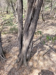 Acacia catenulata