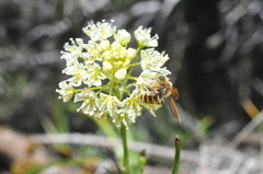 Andrena astragali