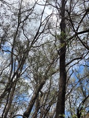 Acacia catenulata