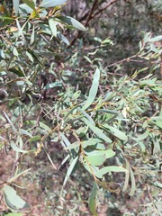 Acacia catenulata