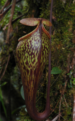 Nepenthes macfarlanei