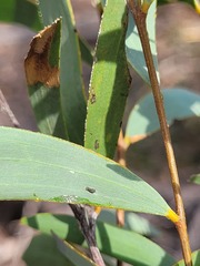 Acacia catenulata