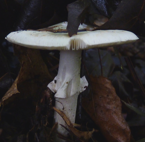 European Destroying Angel