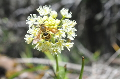 Andrena astragali
