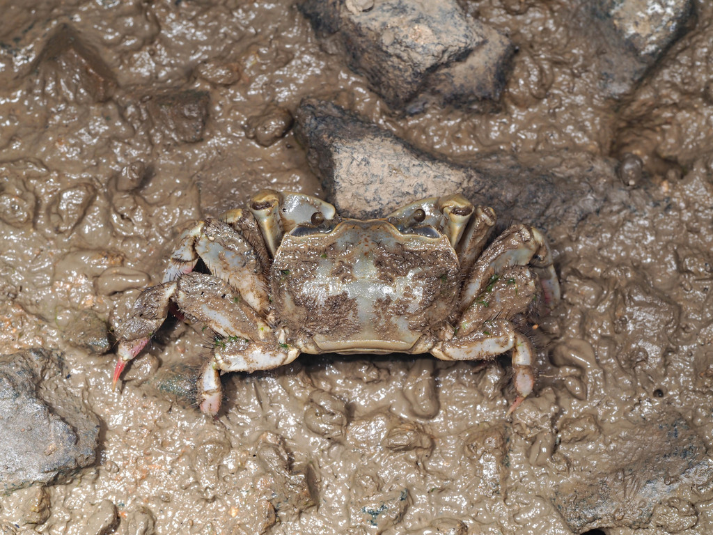 Cleistostoma