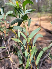 Acacia catenulata