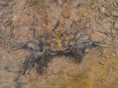 Deiratonotus cristatum
