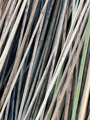 Xanthorrhoea drummondii