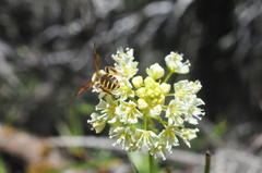 Andrena astragali