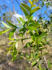 Acacia excelsa