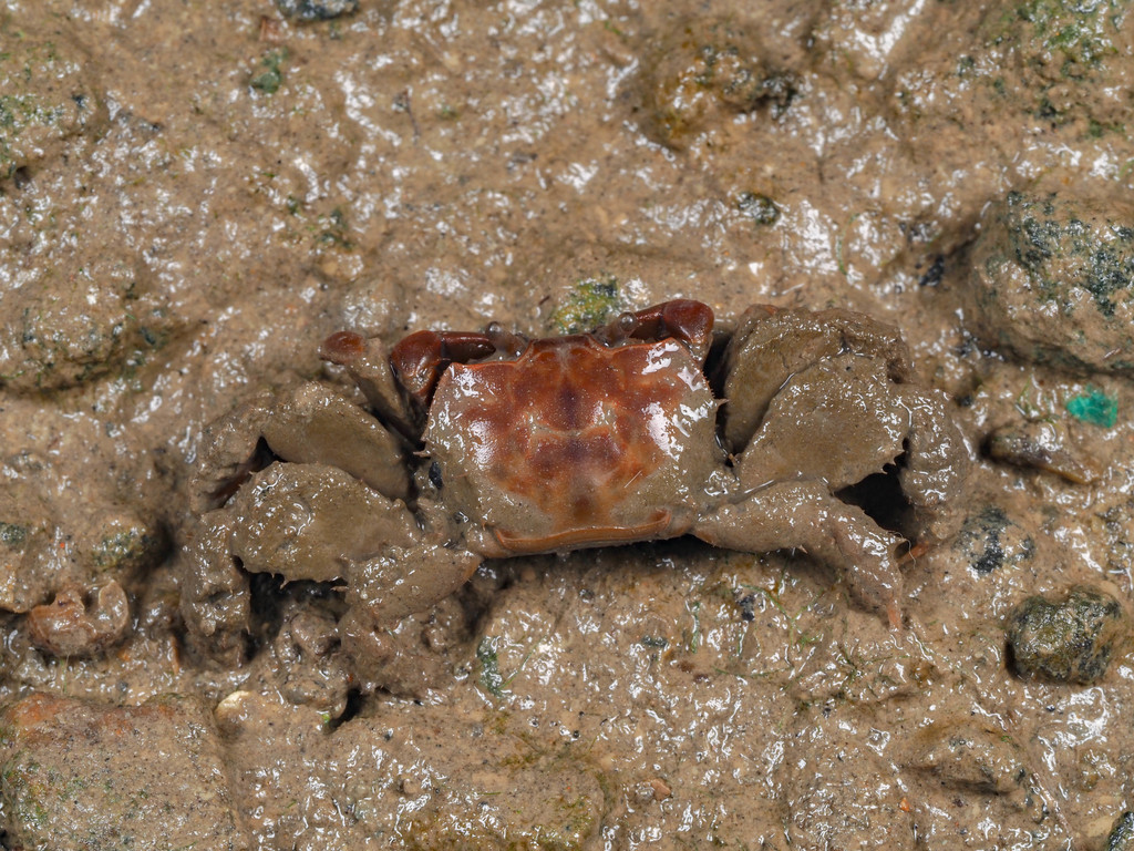 Paracleistostoma crassipilum