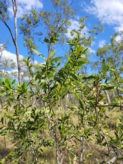 Acacia excelsa