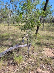 Acacia excelsa