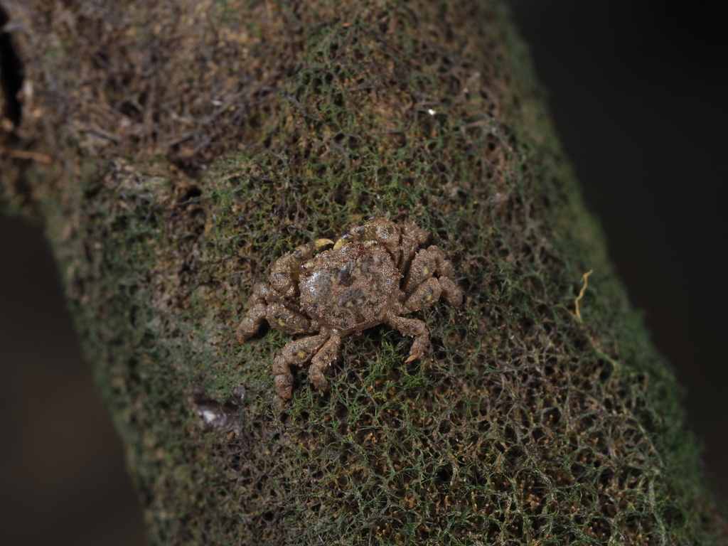 Baruna trigranulum