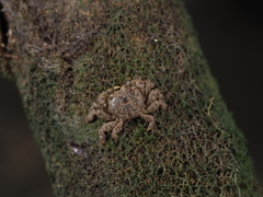 Baruna trigranulum
