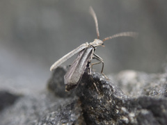 Dichelotarsus piniphilus