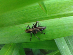Eobiana engelhardti