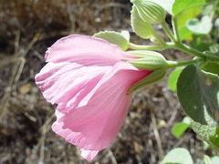 Hibiscus menzeliae